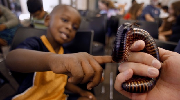 Children study critters